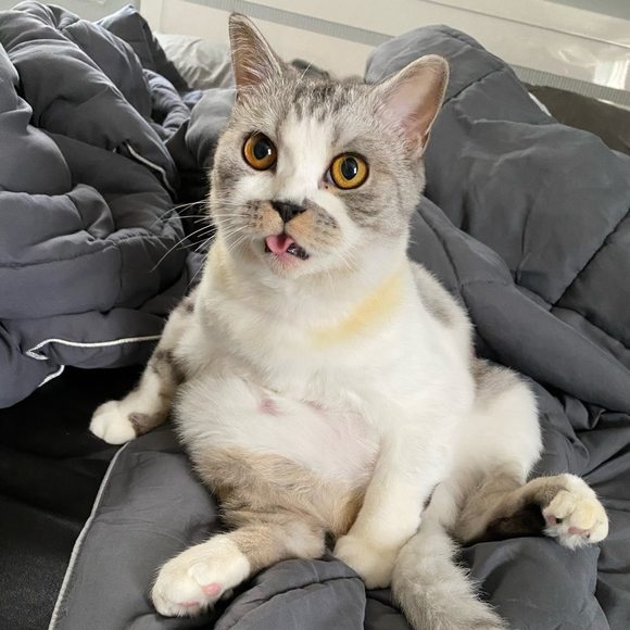 Profile Picture of Mindyy Chou (@kissimuah95) on Poshmark