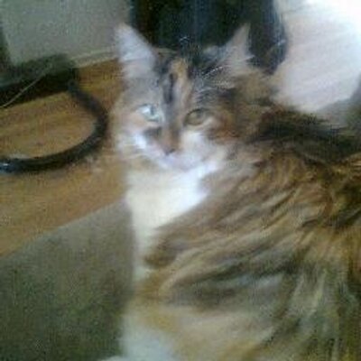 Profile Picture of Dennis Wilson (@JaminSpanky) on Twitter