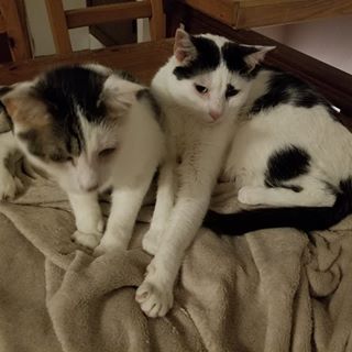 Profile Picture of Adam Cheung (@Adam-Cheung) on Facebook