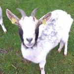 Profile Picture of Thorsten Lorenz (@issac__79__) on Instagram