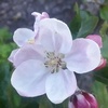 Profile Picture of Duncan MacDonald (@@dustysweeper) on Tiktok