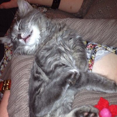 Profile Picture of Steve Heeley (@spheeley) on Twitter