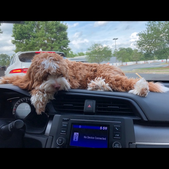 Profile Picture of Samantha Grzegorzewski (@s_grzegorzewski) on Poshmark