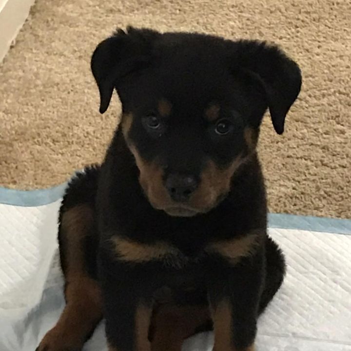 Profile Picture of Dontae Grant226 (@deuce.the.dog0) on Tiktok