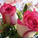 Profile Picture of Steve Ulrich (@steveulrich7) on Instagram