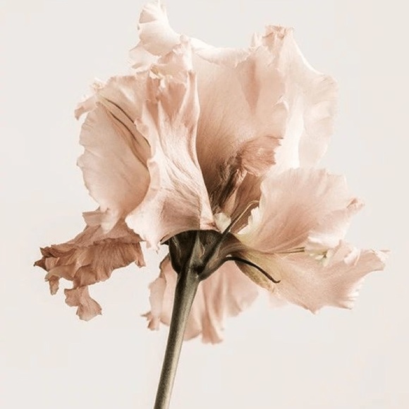 Profile Picture of Sara Rudenko (@sararudenko116) on Poshmark