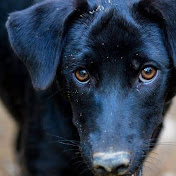 Profile Picture of Christina Waggoner (@ChristinaWaggoner) on Youtube