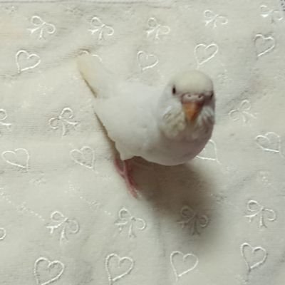 Get Spruch rosenduft Desktop Wallpaper Spruch Rosenduft