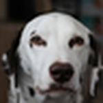 Profile Picture of Michael Hamilton (@mijhamilt) on Flickr