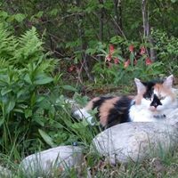 Profile Picture of Linda Swanson (@linda-swanson-16) on Quora