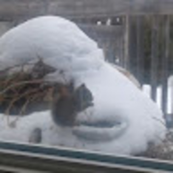 Osint Squirrel - Poshmark Profile Picture of Osint Squirrel (@osintsquirrel) on Poshmark