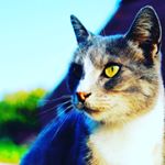 Profile Picture of Erik (@erik_pokemon) on Instagram