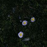 Profile Picture of Julia Xiong (@juliaxiomg) on Instagram