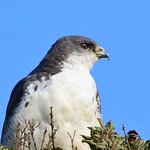 Profile Picture of David Escobar (@davidescobarg) on Flickr