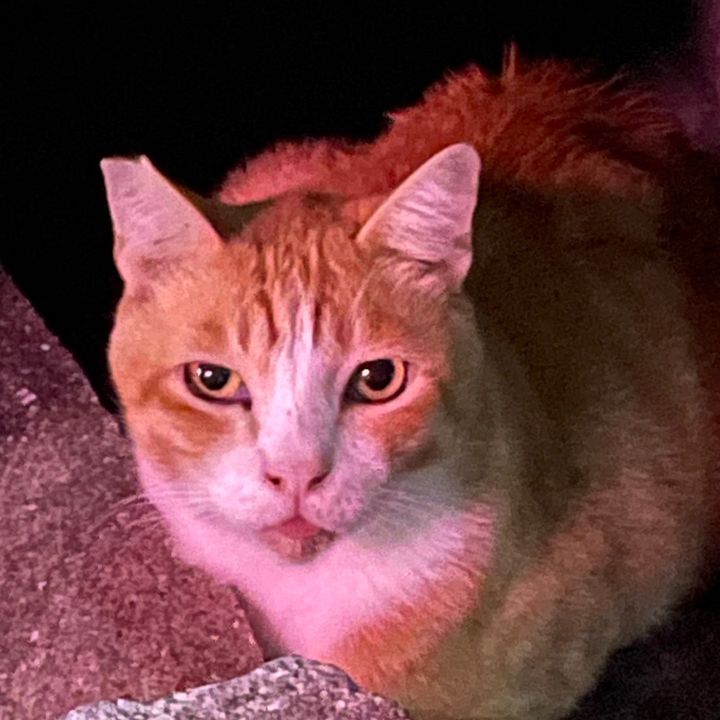 Profile Picture of cathy_carp (@cathy_carp) on Tiktok