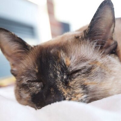 Profile Picture of Mark Samborski (@Samborski) on Twitter