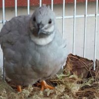 Profile Picture of Lisa Leighton-jade Liu (@lisa-leighton-jade-liu) on Quora