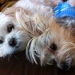 Profile Picture of Lisa McMath (@lmcmat) on Instagram