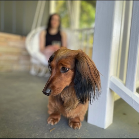 Torie Hayes - Poshmark Profile Picture of Torie Hayes (@vcwhelan) on Poshmark