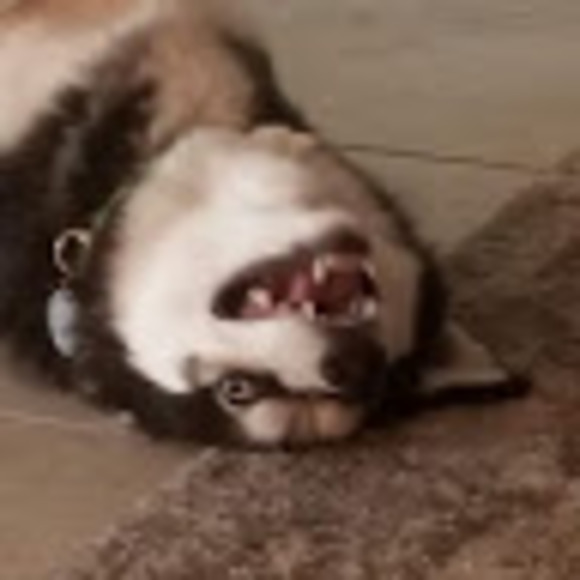 Profile Picture of Nicholas Muniz (@hanukkahmatata) on Poshmark