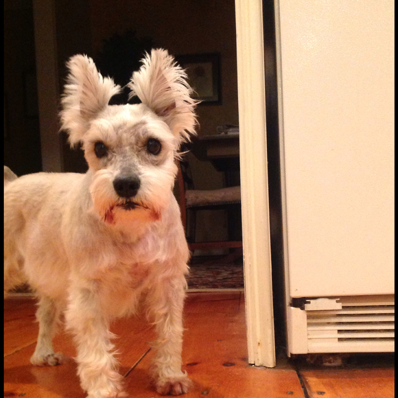 Profile Picture of Patricia Nappo (@pnappo) on Poshmark