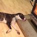 Profile Picture of Dexter Peterson (@dexter2204) on Pinterest