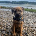 Profile Picture of R A L P H 🐾 (@ralph.theborderterrier) on Instagram