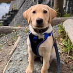 Profile Picture of George Harry Fossett 💚 (@georgetheyellowlab_) on Instagram