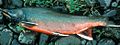 Profile Picture of Dolly Varden trouton Wikipedia