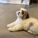 Profile Picture of Leo Cohen🐾 (@lleocohen) on Instagram