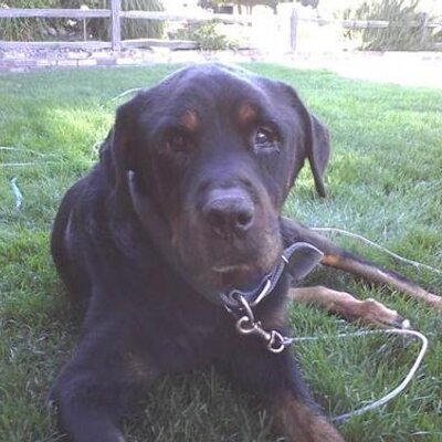 Profile Picture of Alecia Jimenez (@dogs_06) on Twitter