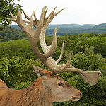 Profile Picture of Fred Anken (@adkredstag) on Flickr