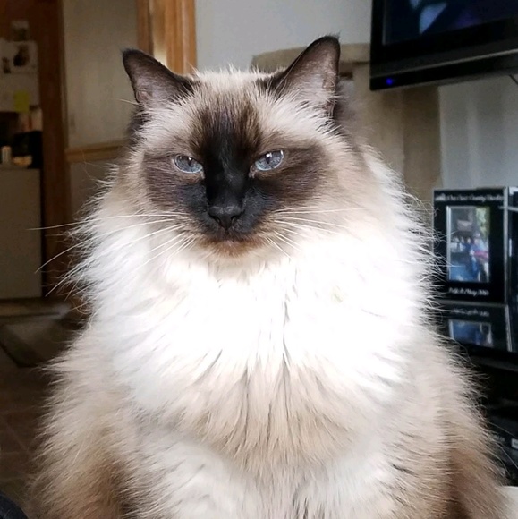 Profile Picture of Mary Sforza (@sugar114) on Poshmark