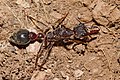 Profile Picture of Myrmecia (ant)on Wikipedia