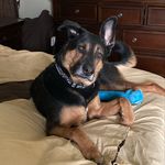 Profile Picture of Dori Wolfenstein (@ibwolfy) on Instagram