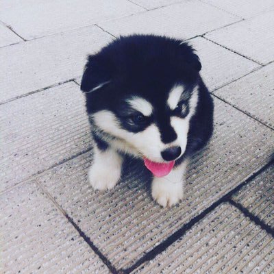 Profile Picture of Lin Zou (@lin_zou3322) on Twitter