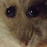 Profile Picture of Jacob Hersh (@jhersh5689) on Instagram