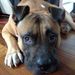 Profile Picture of Candice Covey (@candicecovey) on Pinterest