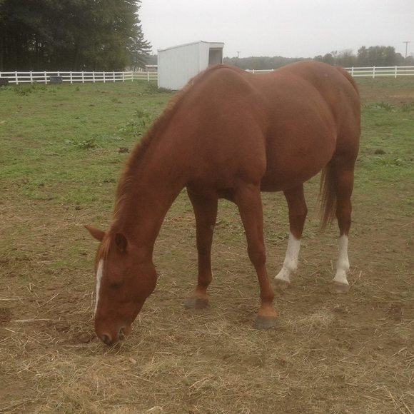 Profile Picture of Brenda Bezinque (@bcbezinque) on Poshmark