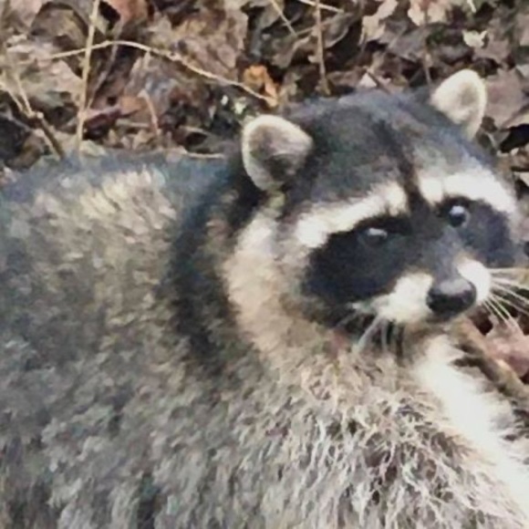 Profile Picture of Casey Schierling (@caseyschierling) on Poshmark