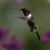 Profile Picture of Nancy Conkle (@nancyconkle58) on Pinterest
