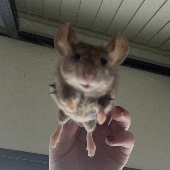 Profile Picture of ALICES PETS (@alicespetss) on Tiktok