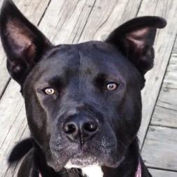 Profile Picture of Pam Bryan (@pambryan56) on Twitter