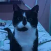 Profile Picture of cady (@cadydavies_xx) on Tiktok