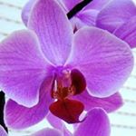 Profile Picture of Denis Vieng (@denisvieng) on Instagram