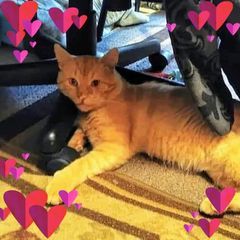 Profile Picture of lisaheffner7 (@lisaheffner7) on Tiktok