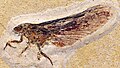 Profile Picture of Coxoplectopteraon Wikipedia