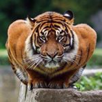 Profile Picture of Mark Schröder (@markahimovic) on Instagram