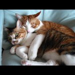 Profile Picture of Dora Wong (@dorachithei) on Instagram