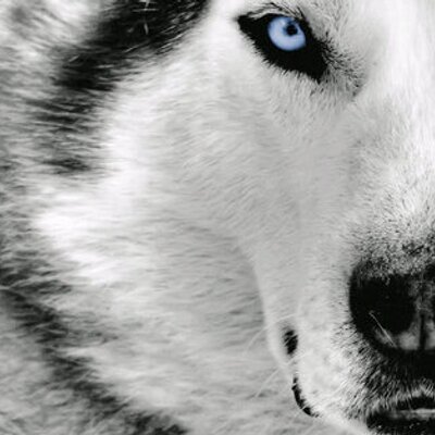 Profile Picture of ÐìçK Ròllø (@DickRollo1) on Twitter